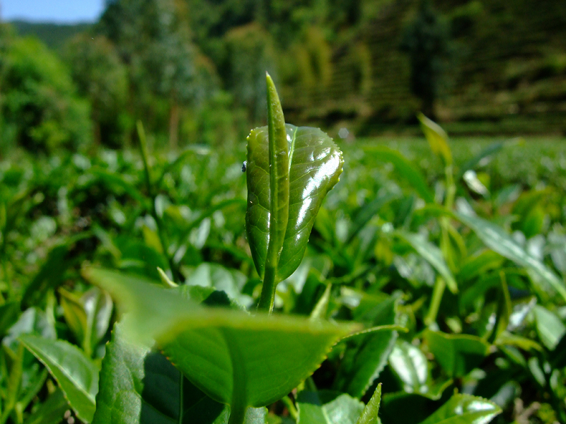 Belső Anxi organikus teaültetvény