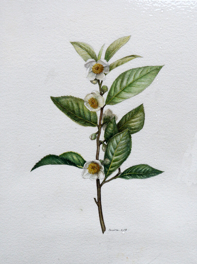 lucca kamélia fesztivál