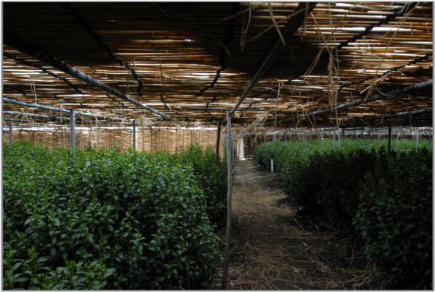 Marukyu-Koyamaen matcha ültetvény