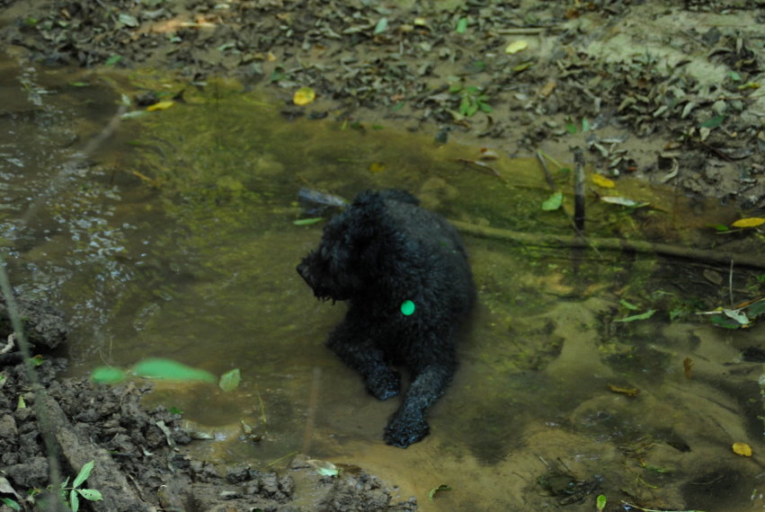 feng-huang-dan-cong-kirandulas