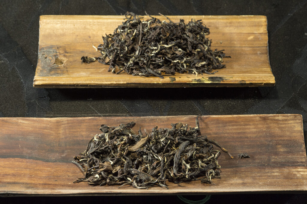 Oriental Beauty No 1