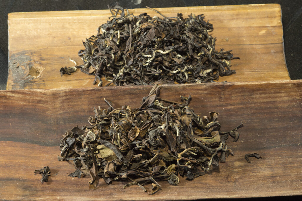 Oriental Beauty No 5.