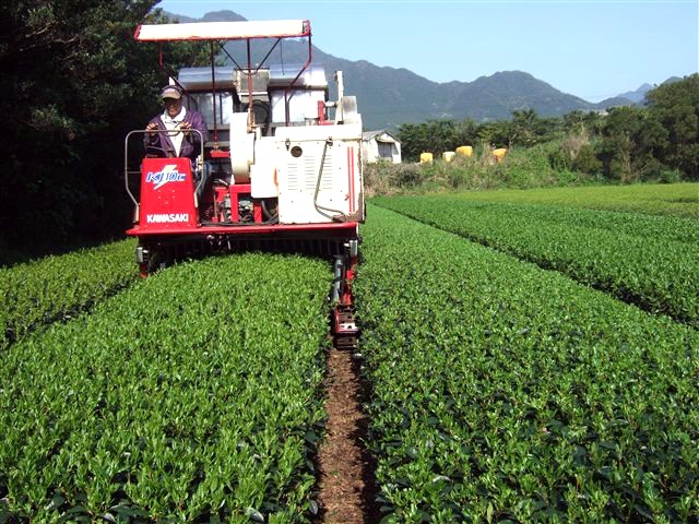 sencha betakarítás