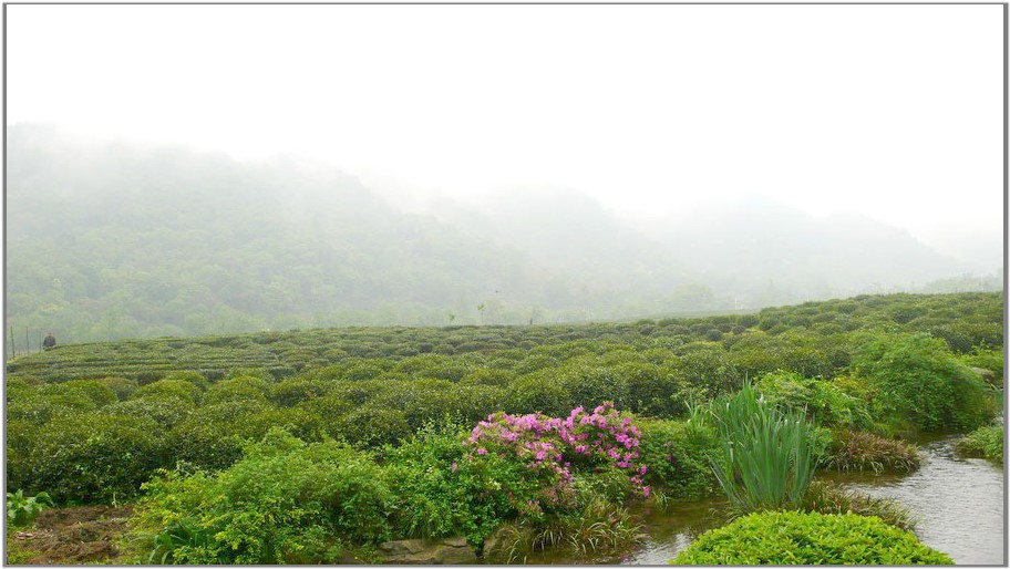 A Long Jing a kínai zöld tea szinonimája.