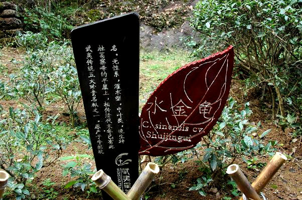wuyishan-rock-oolong-tea szikla oolong