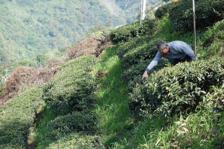 Baigu Hong Sui magashegyi tajvani oolong