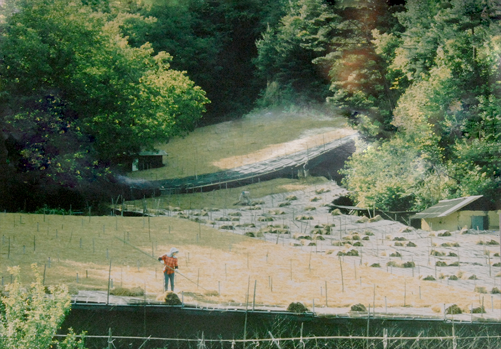 uji árnyékolt ültetvény