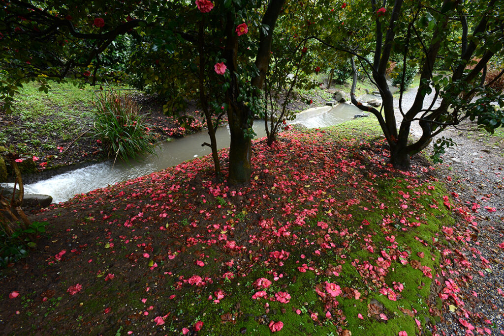 lucca kamélia fesztivál