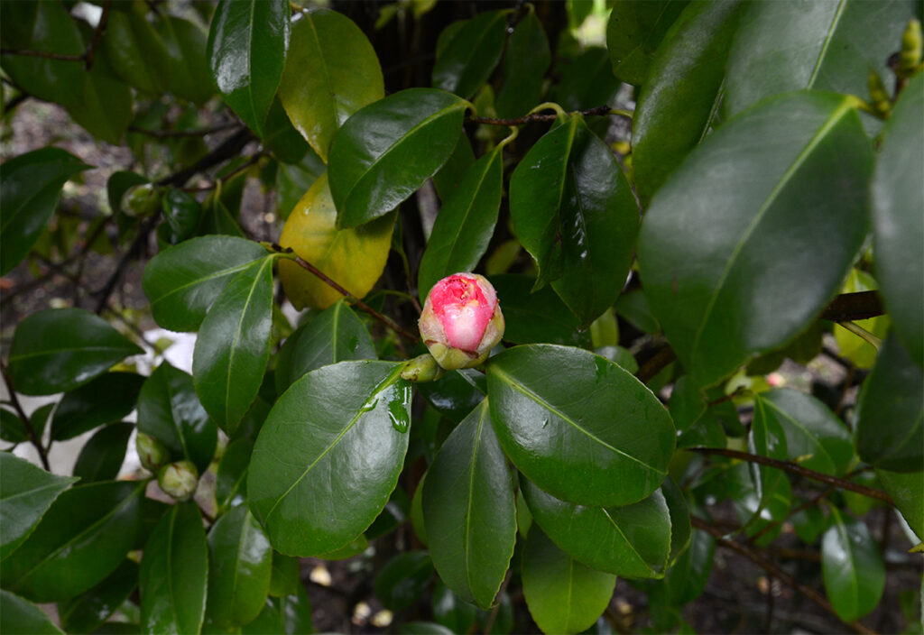 lucca kamélia fesztivál