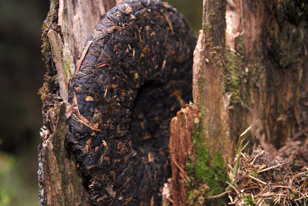 2010 Xiaguan - Ősi, vad teafák lombja sheng puerh tea