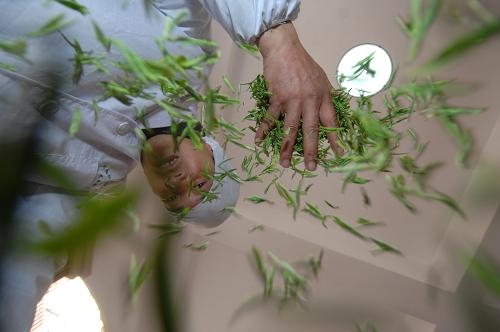 xinchang-longjing-verseny