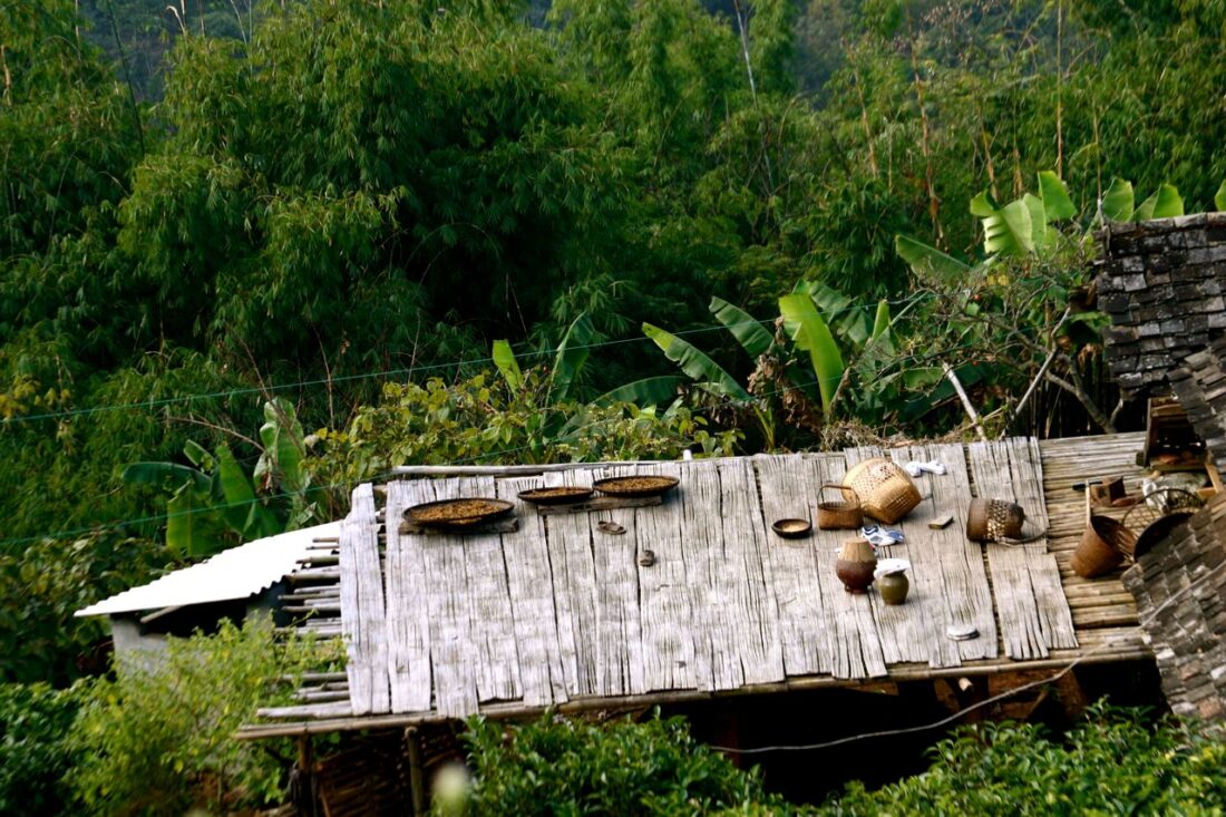A legtöbb gomba és baktréium a tea természetes környezetéből kerül a teára