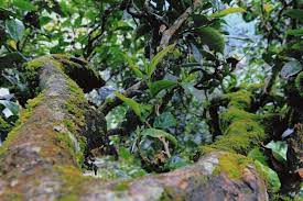 yibang-puer-tea-hegyseg