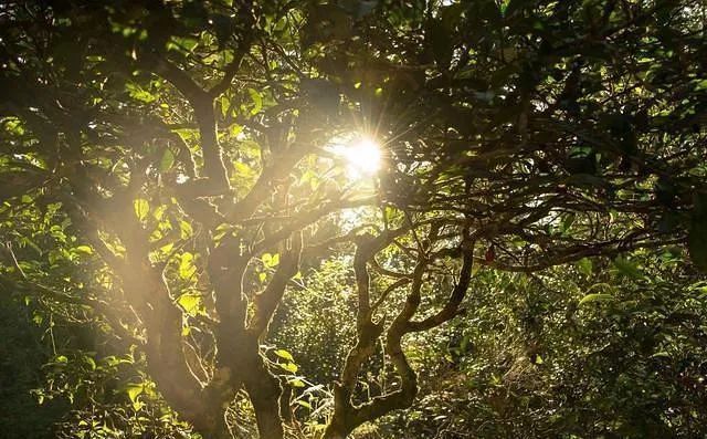 yibang-puer-tea-hegyseg