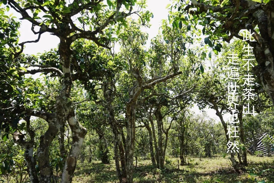 yiwu tea hegység 易武茶山 78