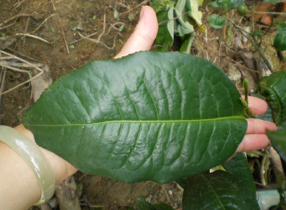 you lee tea hegység