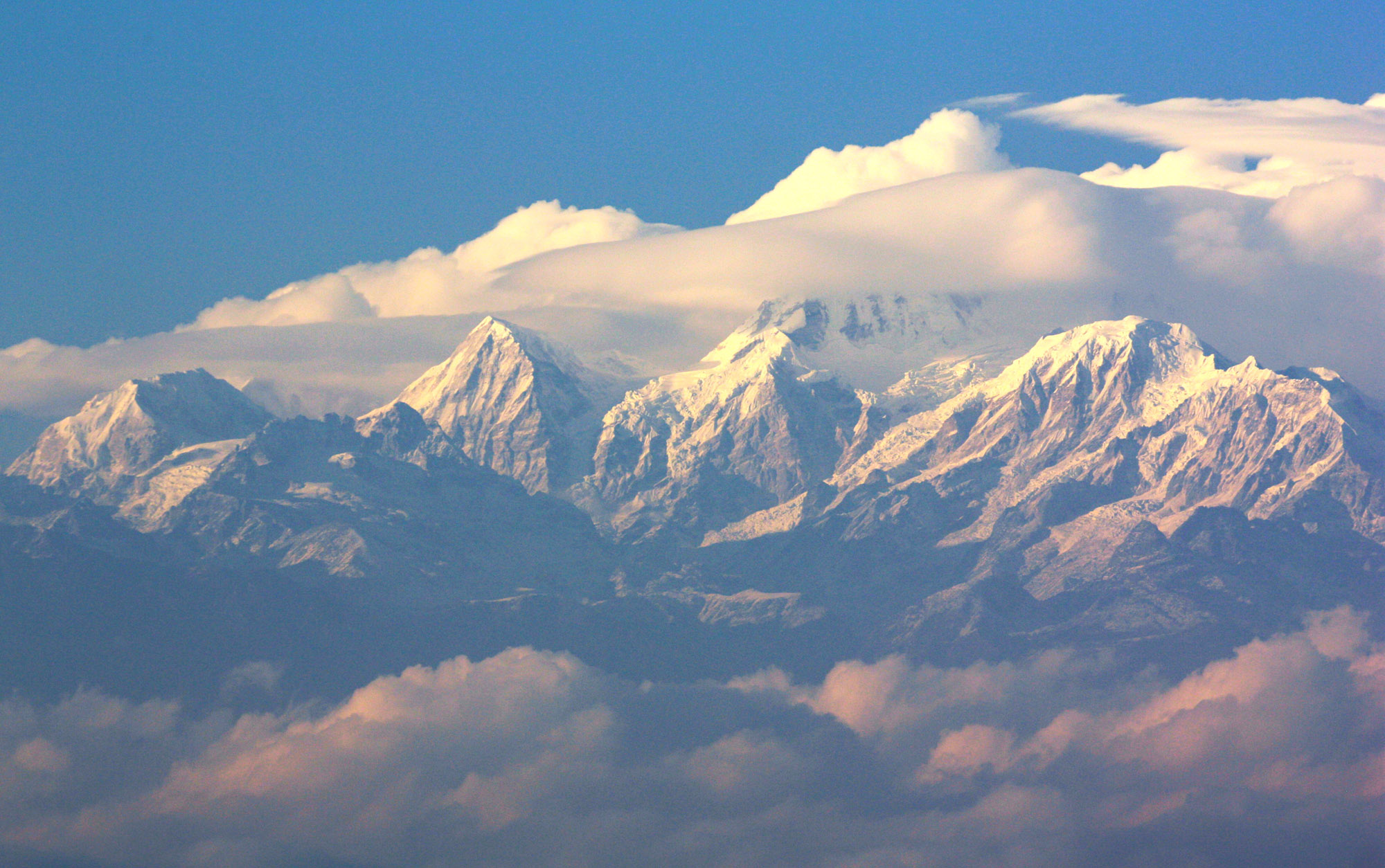 darjeeling fekee tea