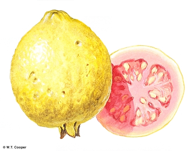 eper-guava-gyumolcstea