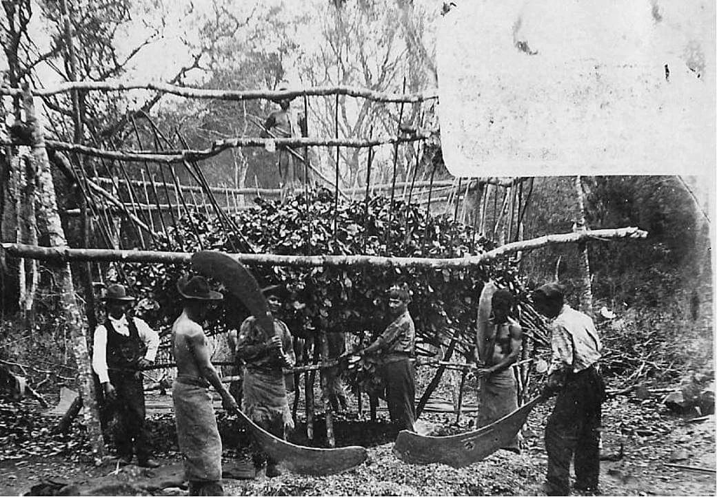 yerba mate tea teautja