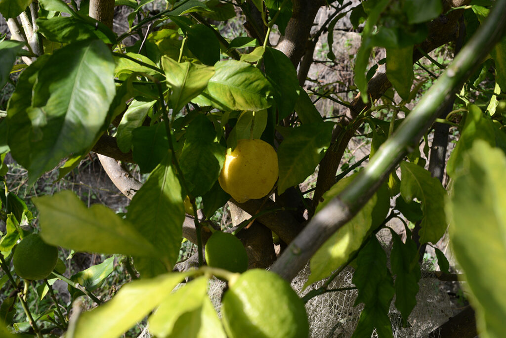 citromtorta-matca-zold-teaval-