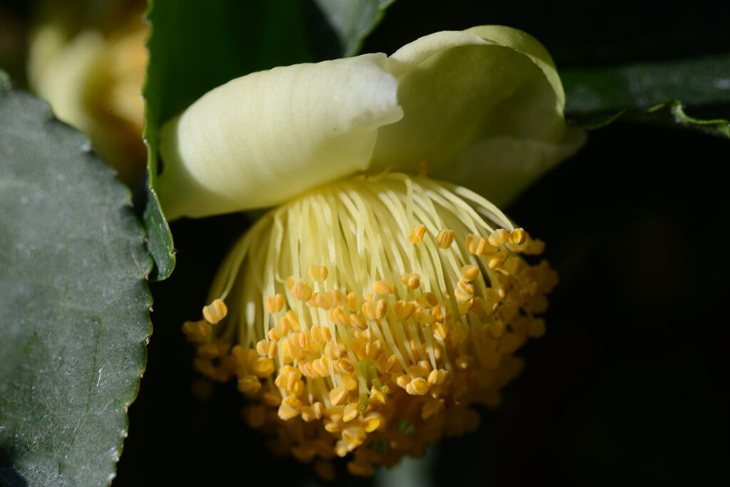 citromtorta-matca-zold-teaval-