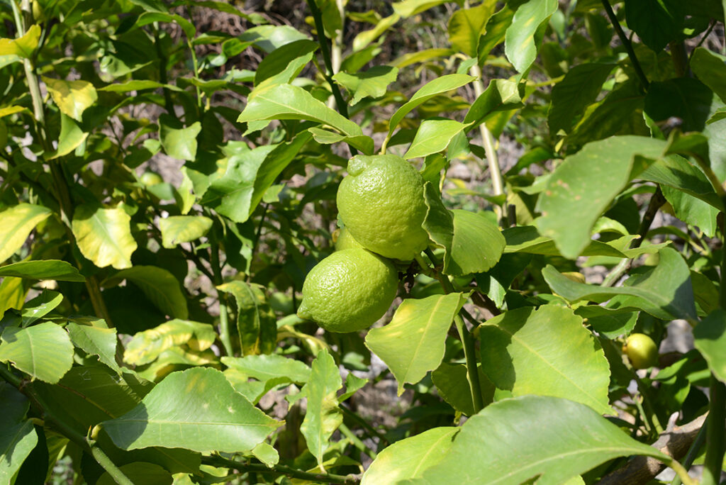 citromtorta-matca-zold-teaval-