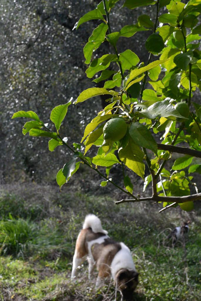 citromtorta-matca-zold-teaval-