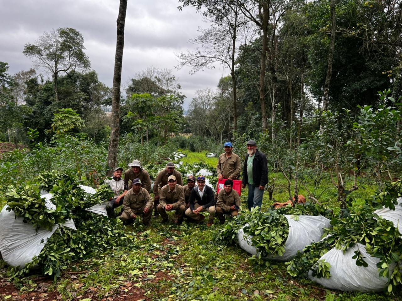 yerba mate tea teautja