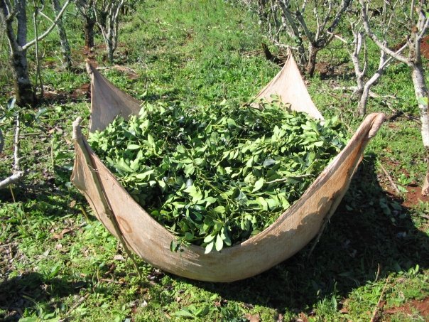 organikus yerba mate