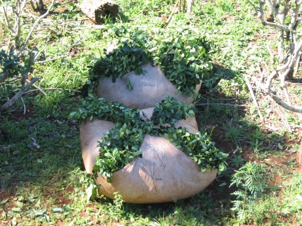 organikus yerba mate