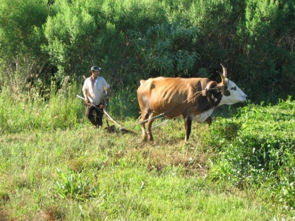 organikus yerba mate