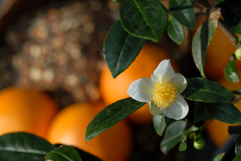 sanguinello vérnarancs ízesített zöld tea