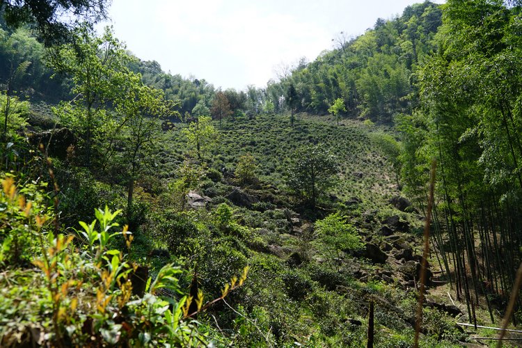 tongmu-lapsang-souchong