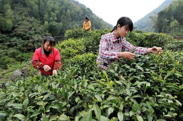 tongmu-lapsang-souchong