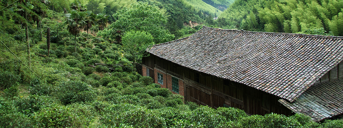 tongmu lapsang souchong fekete tea