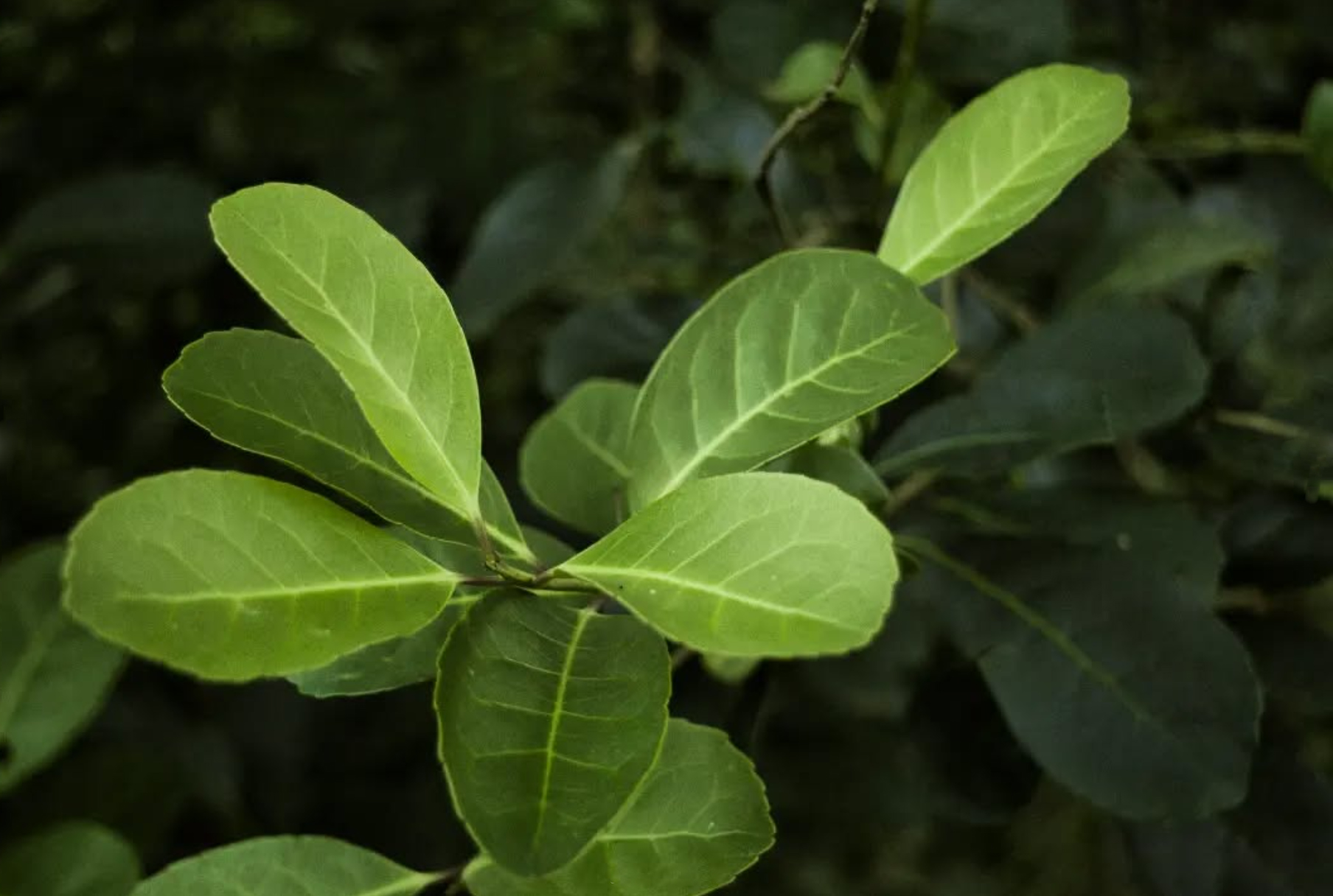 yerba mate tea teautja