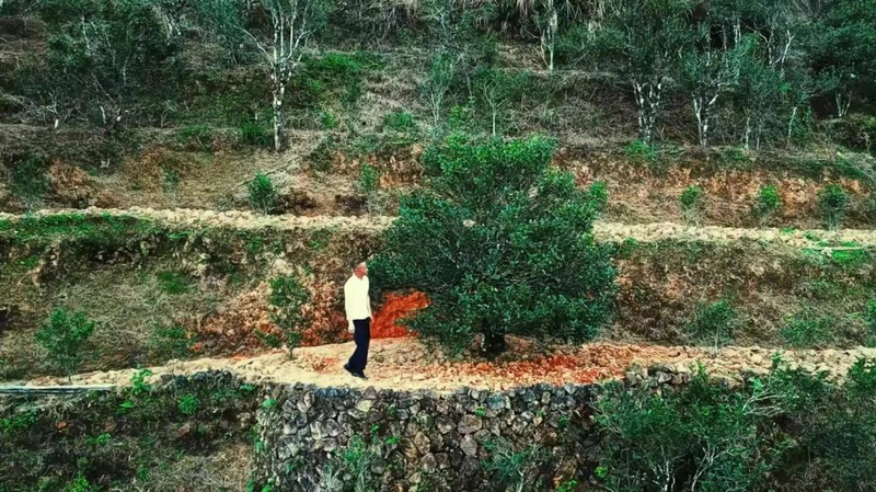 凤凰单丛杏仁香 fenghuangdancong feng huang oolong tea