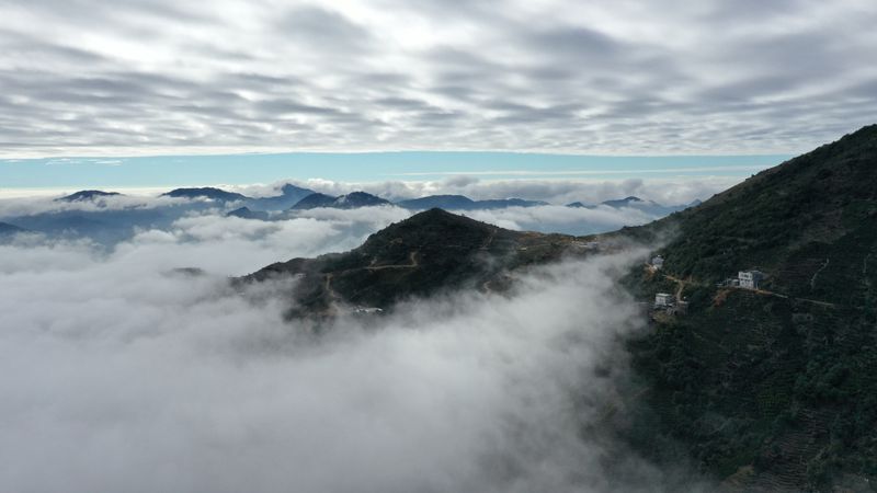 凤凰单丛杏仁香 fenghuangdancong feng huang oolong tea