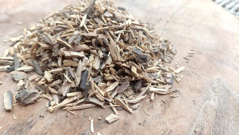 Muira-puama-Ptychopetalum-olacoides-