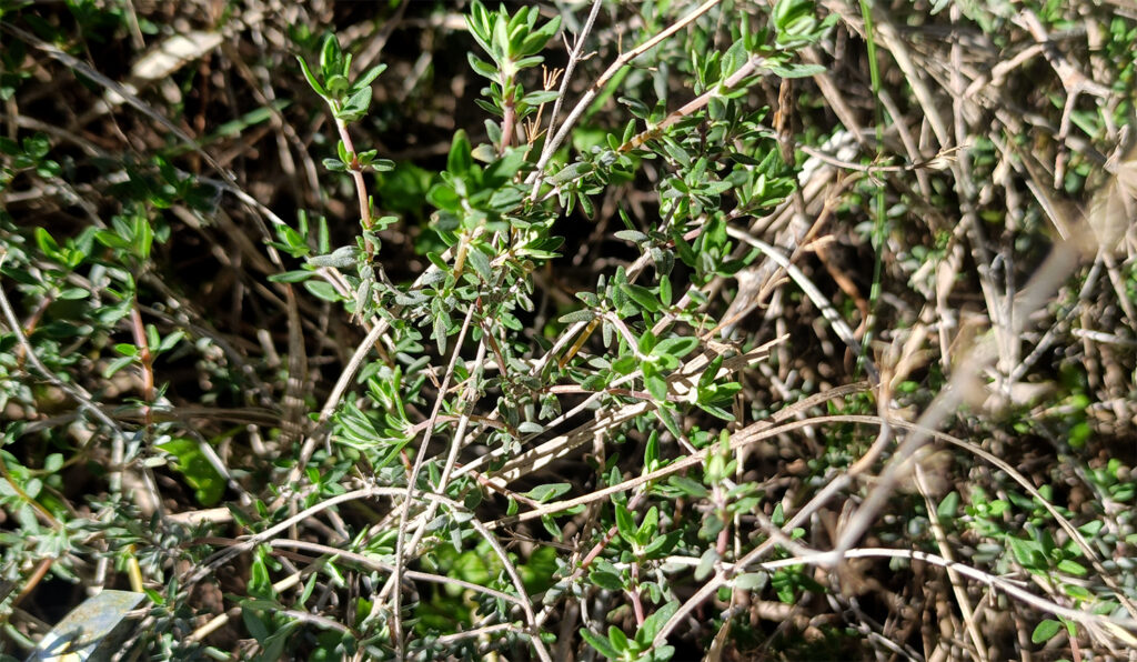 a herbaséf kakukkfüves tészta