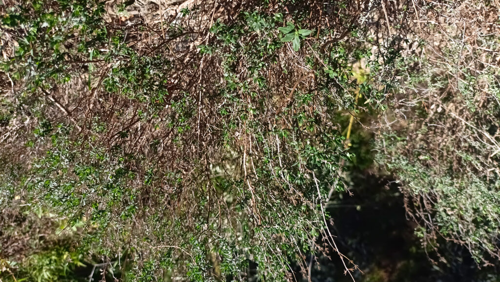 a herbaséf kakukkfüves tészta