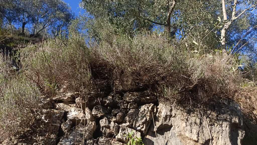 a herbaséf kakukkfüves tészta