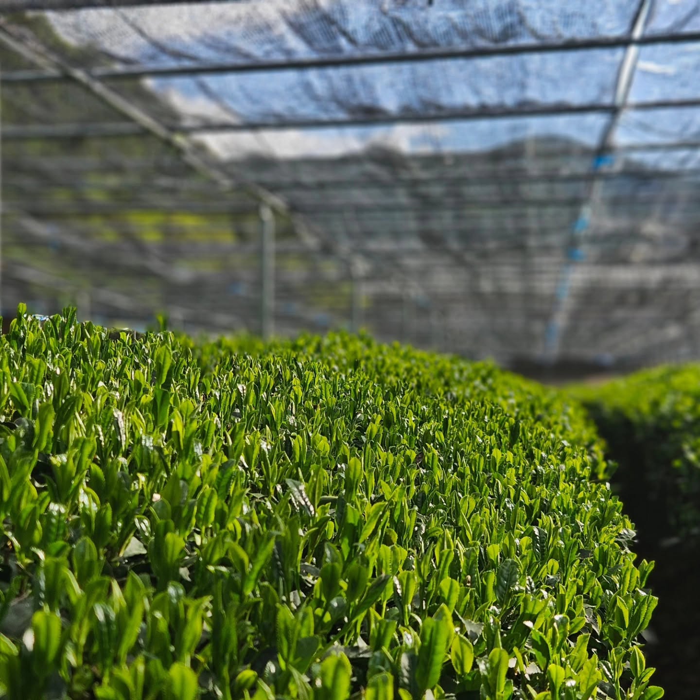 Hoshino-shuppin-sencha-