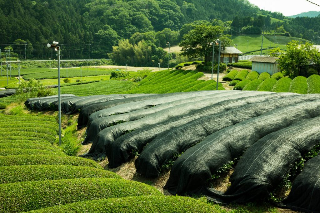tea-crane-mandokoro-kabusecha