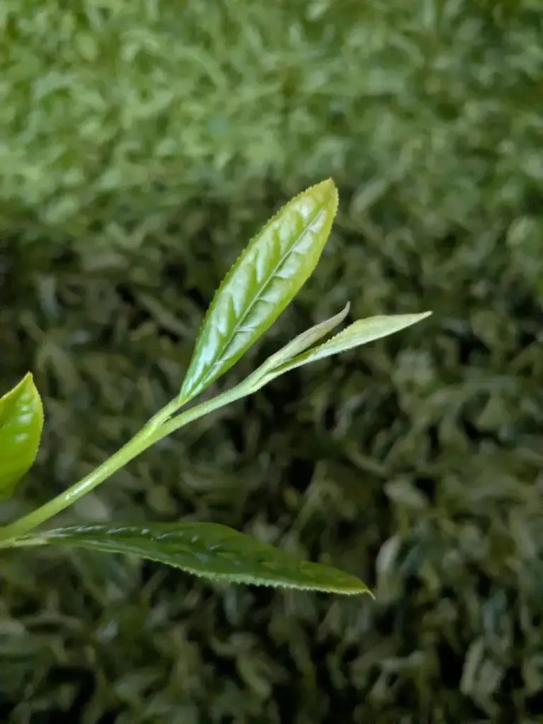 okuharuka-fekete-tea